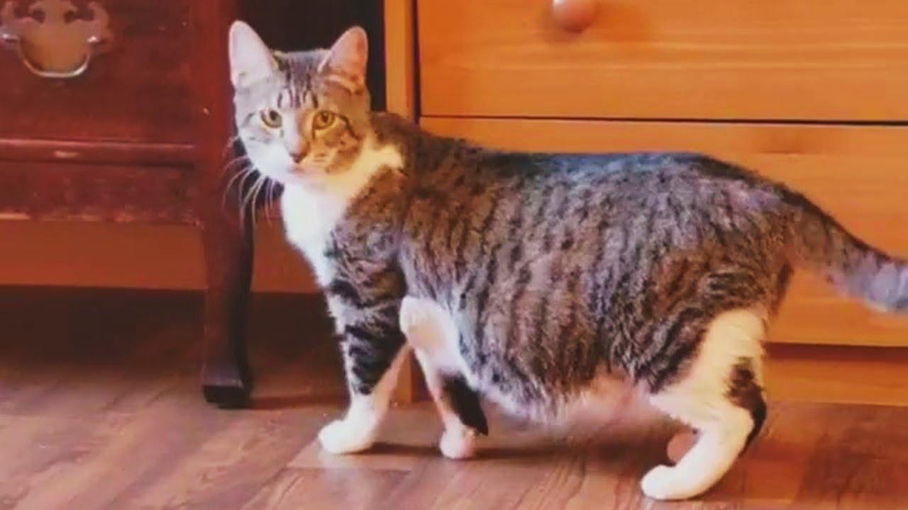 Rescue Young Mom Cat Give Birth Tiny Newborn Kittens