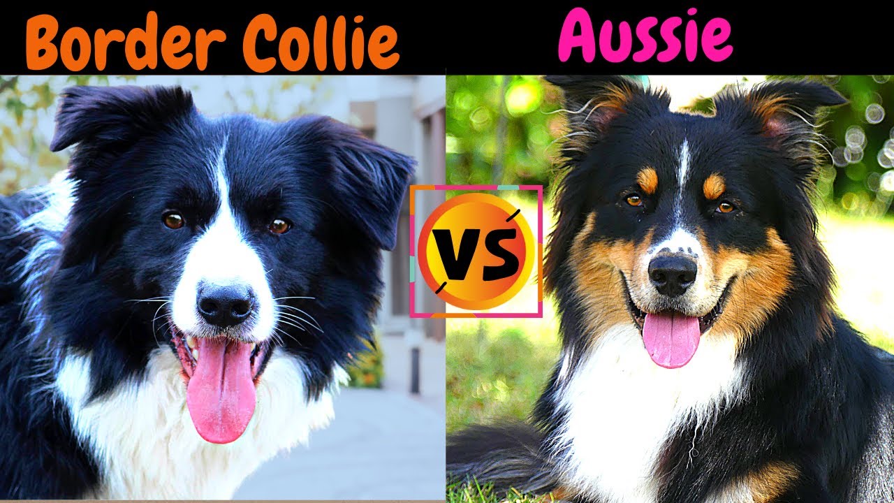 Border Collie VS Australian Shepherd / Which One Should You Choose