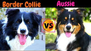 Border Collie VS Australian Shepherd  / Dog Breed Comparison / Which One Should You Choose?