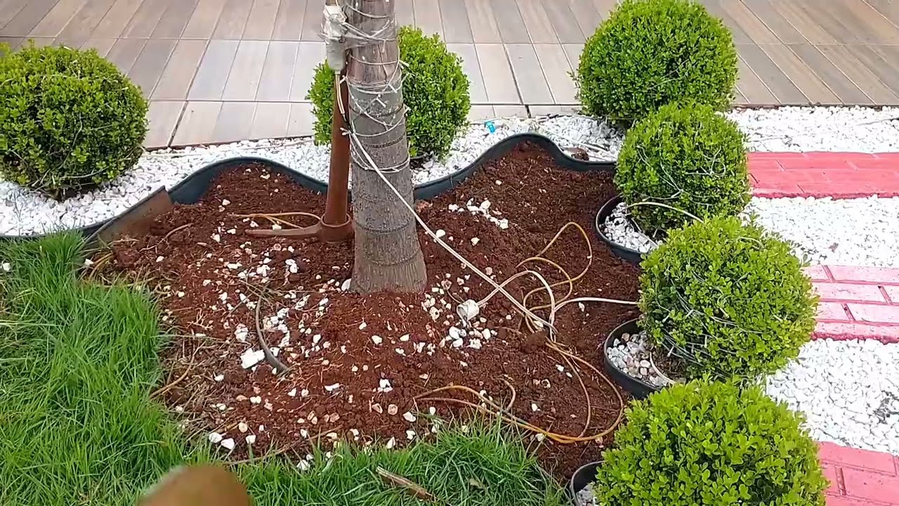 Ajeitando o canteiro do limitador de grama, pro plantio de begônia sol, no jardim. 