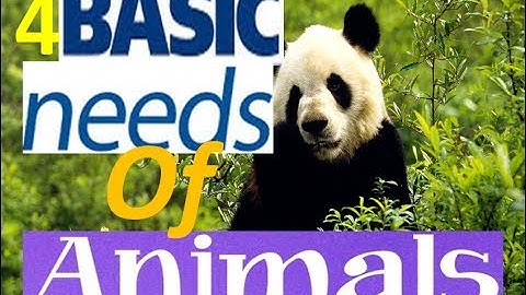 4 Basic Needs of Living Things -Animation Video for Kids