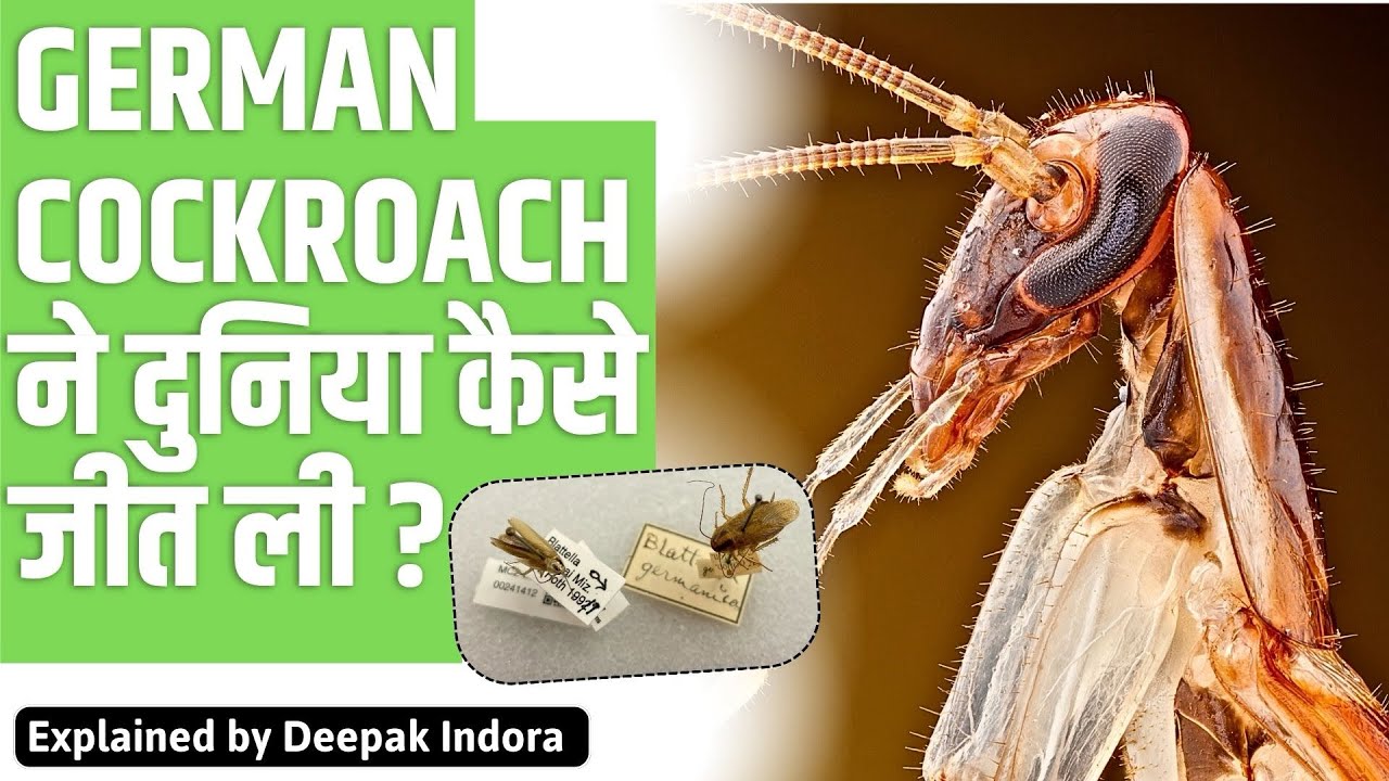 Cockroach Ruling World How the cockroach took over the world - YouTube