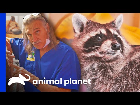 Illegally Trapped Raccoon Narrowly Misses Broken Paw | Dr. Jeff: Rocky Mountain Vet