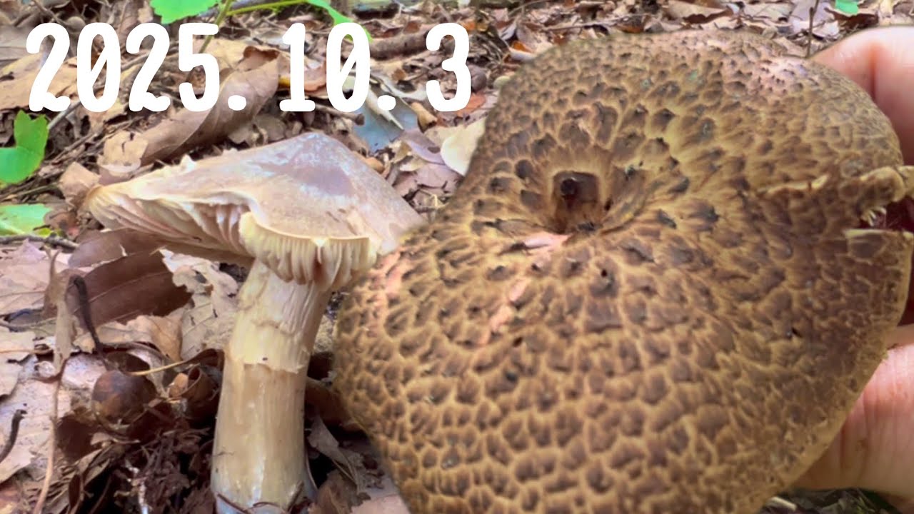 きのこ狩り】シロヌメリイグチ、ナラタケ、オオイチョウタケ、サクラシメジ、ウラベニホテイシメジ、香茸など