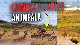 Lioness Hunting an Impala Running Alongside Many Others