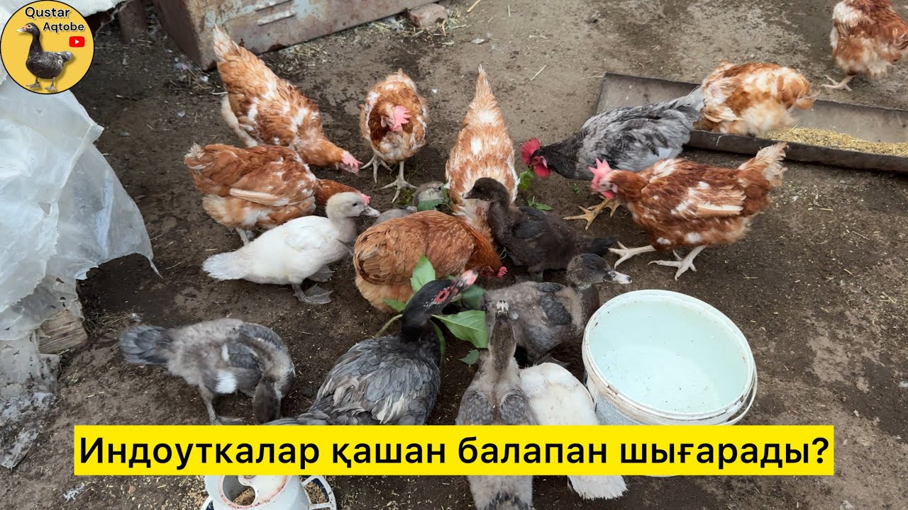 Индоуткалар өсіп жатыр.