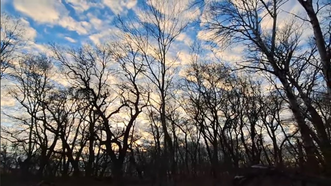 10. Iarna pe drum si in padure