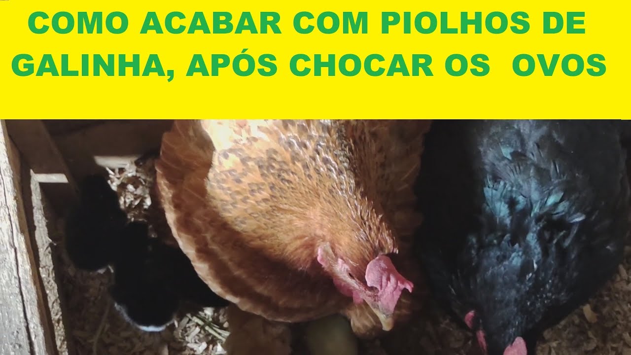 COMO ELIMINAR PIOLHO DE GALINHA DEPOIS DE CHOCAR OS OVOS. YouTube COMO ELIMINAR PIOLHO DE GALINHA DEPOIS DE CHOCAR OS OVOS. YouTube