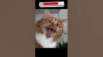 Почему коту вообще никогда не стоит давать валерьянку? #shorts