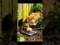The mouse makes a move… the cat notices instantly 🐭⚡🐱 #catlife #cute #mouse #orangecat