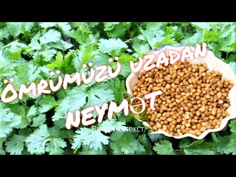 Video: Kişniş Nədir