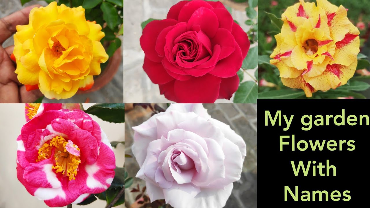 मेरी बगिया के कुछ फूलों के नाम, Flowering plants with names, Garden