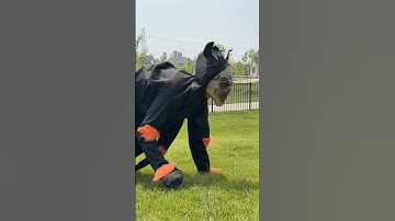 WHY YOU NEVER STEP ON A SPIDER #shorts