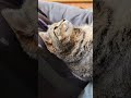 MUST WATCH TIL THE END  #cat  #love #sweet #bonding #pets #Special #cute #funny #cats #friends #cute