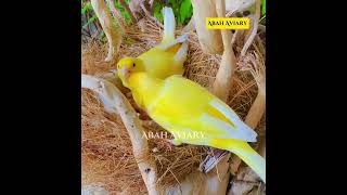 Canary Birds || Finch Aviary Outdoor || Canary Birds Breeding in Aviary