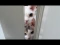 Cute Devon Rex Kittens Meowing - White Devon Rex Cat Meow の動画、YouTube動画。