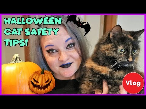 Vídeo: Mantenha seus animais de estimação seguros neste Halloween