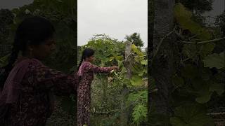 #minivlog#part#6 காய்கறி தோட்டம்🍆🥦🌶️#update #trendingshorts #agriculture #farming#shortsfeed#shorts