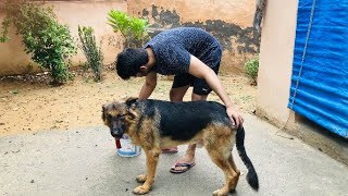 Jack Ka Treatment | Treatment For Skin Infection by Pet care 5,635 views 1 year ago 7 minutes, 10 seconds