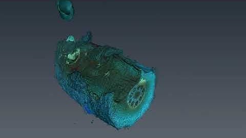 Western corn rootworm colonization and damage in a maize (Zea mays) root segment