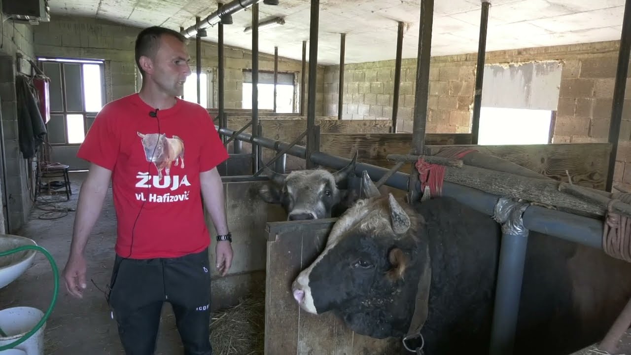 - BIKOVI I KRAVE NA POLJOPRIVREDNOM IMANJU HAFIZOVIĆA, JEZERSKI 2023