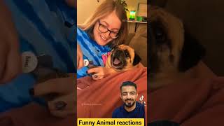 Very Funny Animals Reactions #Animals #Funny #Viralvideo #Shorts #Pets