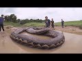 Найдена Самая Огромная Змея в Мире / Аномально Большие Животные