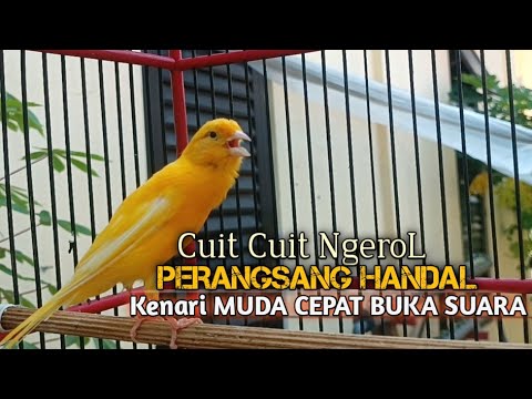 kenari gacor panjang
