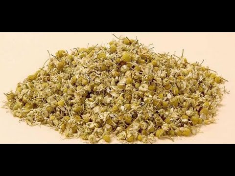 BARNOOTA FAYYAA KUTAA 57ffaa B Mata Dureen BAABUUNAJ In English Chamomile البابونج
