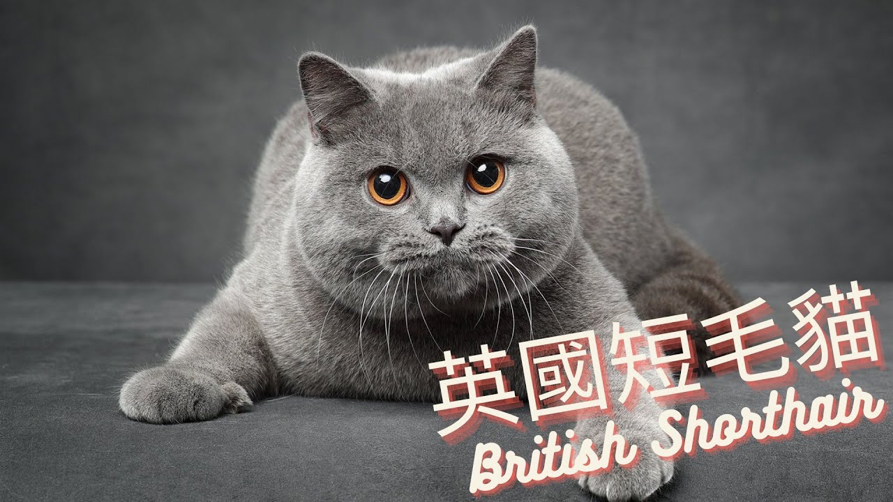 3分鐘了解品種貓- 英國短毛貓- YouTube
