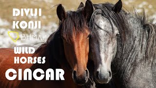 Cincar - Kruzi - Divlji konji (Wild horses on mountain Cincar - Bosnia and Herzegovina)