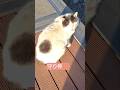 悦子の守り神🐱