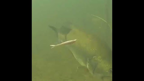 Lure underwater action | lure fishing #fishing #underwater #lure #shorts