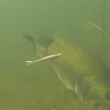 Lure underwater action | lure fishing #fishing #underwater #lure #shorts