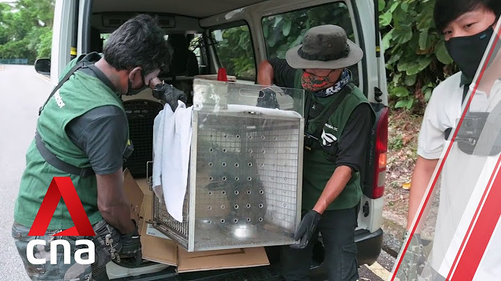 When there's a monitor lizard in your home: How wildlife rescuers save animals around Singapore