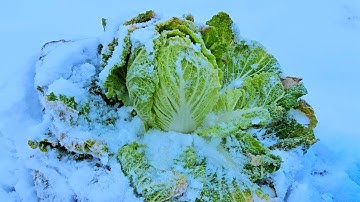 Hái Cải Thảo Vùi Trong Tuyết Còn Sót Lại Trong Vườn Mùa Đông Ở Hàn Quốc