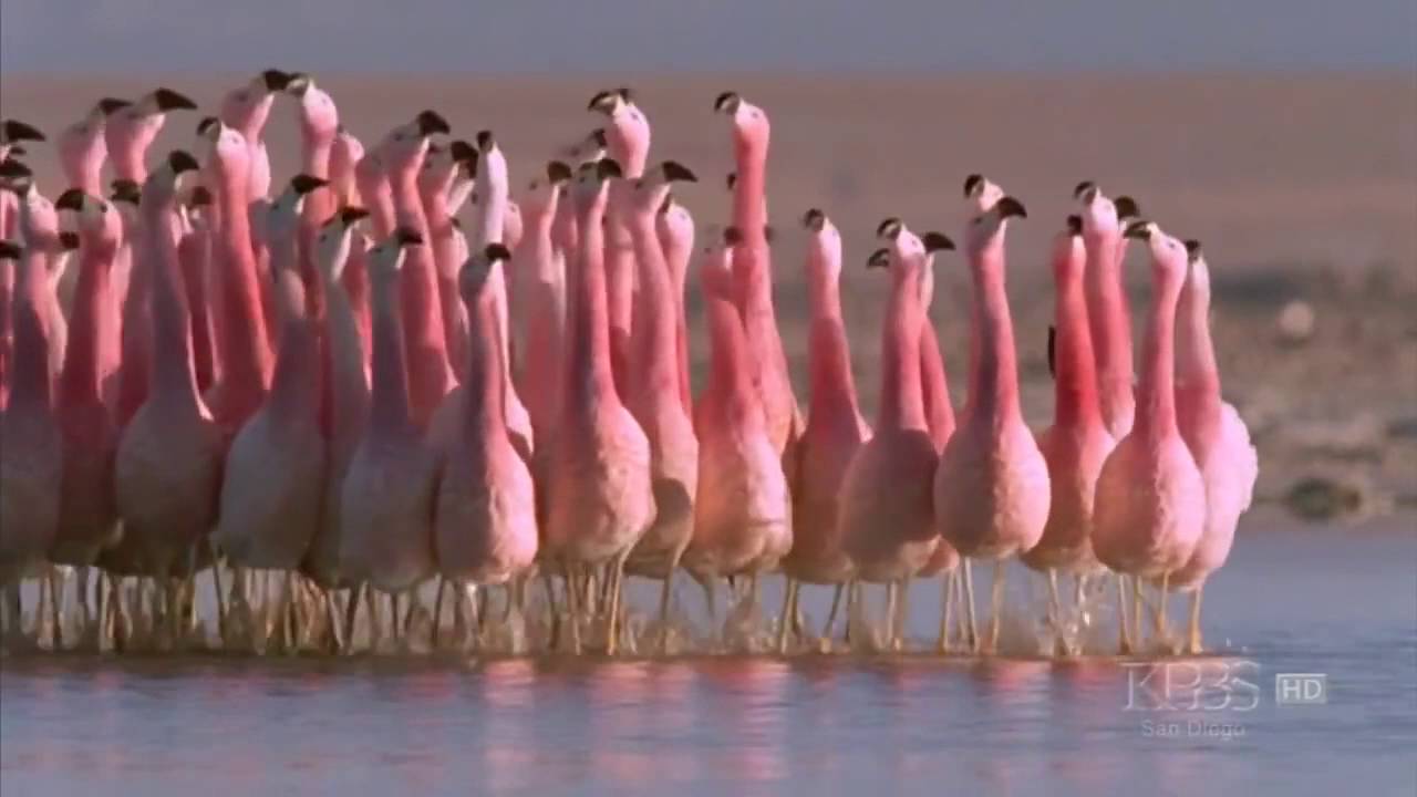 Flamingo Your Friend Today! auf YouTube ansehen Flamingo Your Friend Today! auf YouTube ansehen