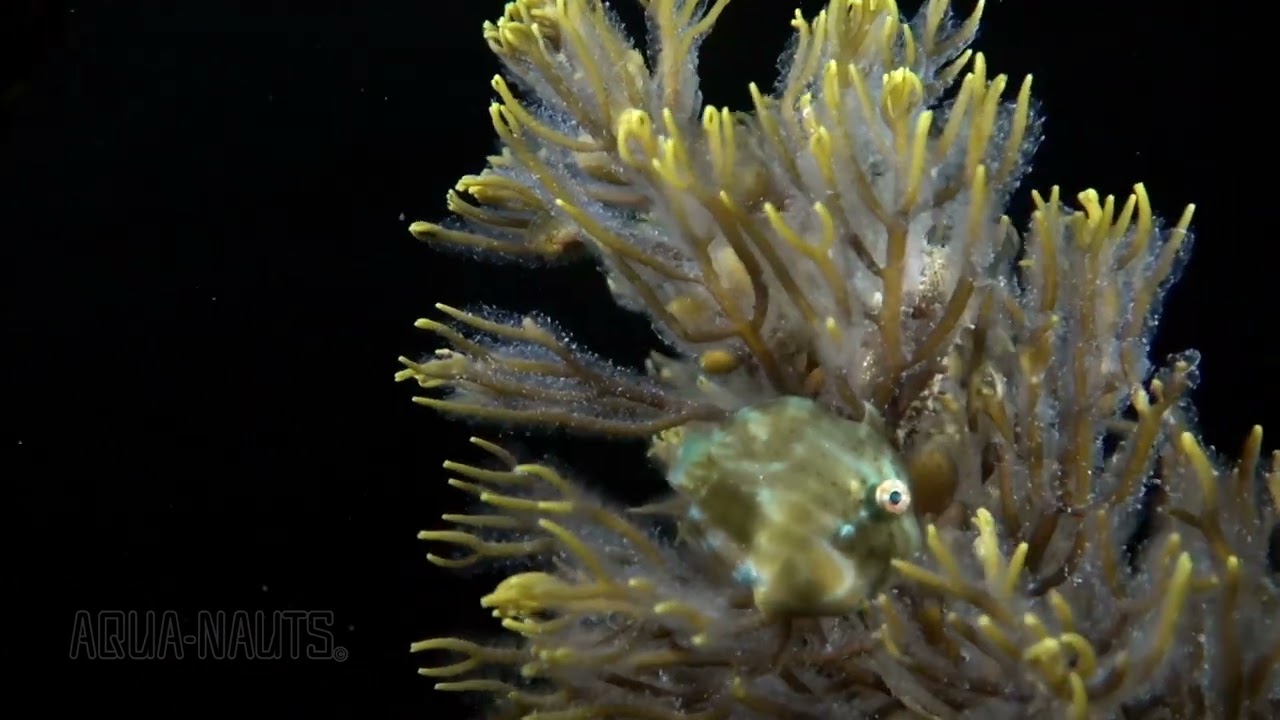 Seahorse and Pygmy Leatherjacket, just hanging out and being friends..