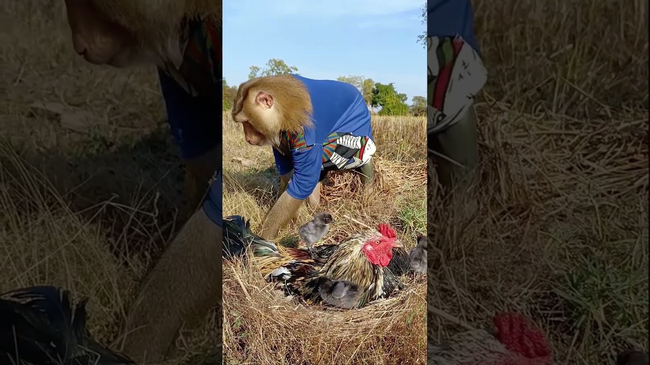 Funny & Cute Moment SokYaa Monkey Finds ToTo Among Chickens
