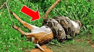 Most DEADLY Snake Attacks Caught On Camera