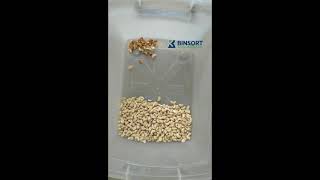 cashew kernel color sorting and size grading video Net Worth