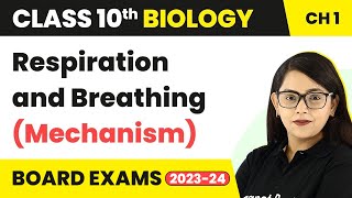 Respiration and Breathing (Mechanism) - Life Process | Class 10 Biology