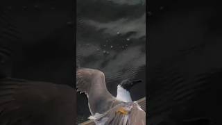 Saving a poor seagulls life.hero fishing birds