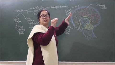 Bio-X-2-03 Brain and its functions,  Pradeep Kshetrapal channel