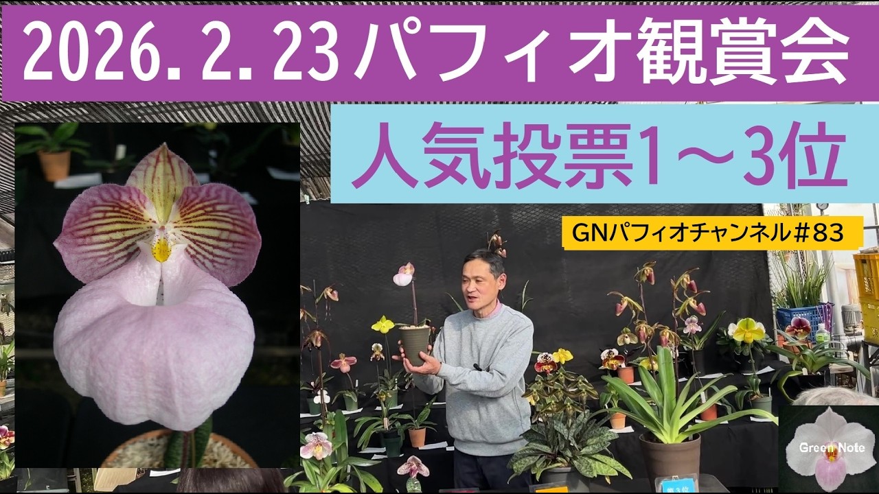パフィオ 83 2026 2 23 Paphiopedilum Viewing Contest Popularity Vote 1st to