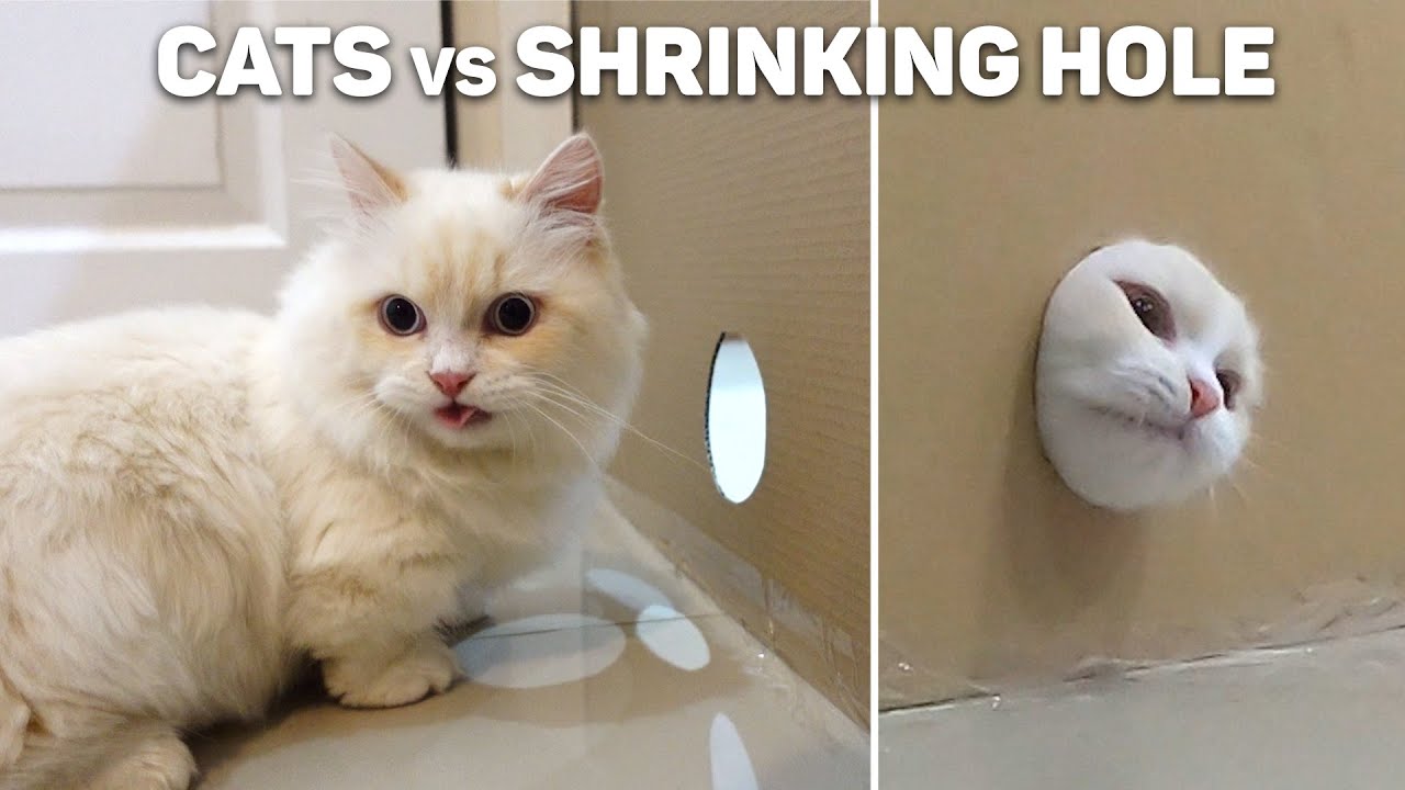 Cats vs Shrinking Hole