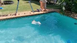 PFD Test