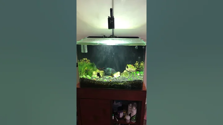 DIY CO2 setup.