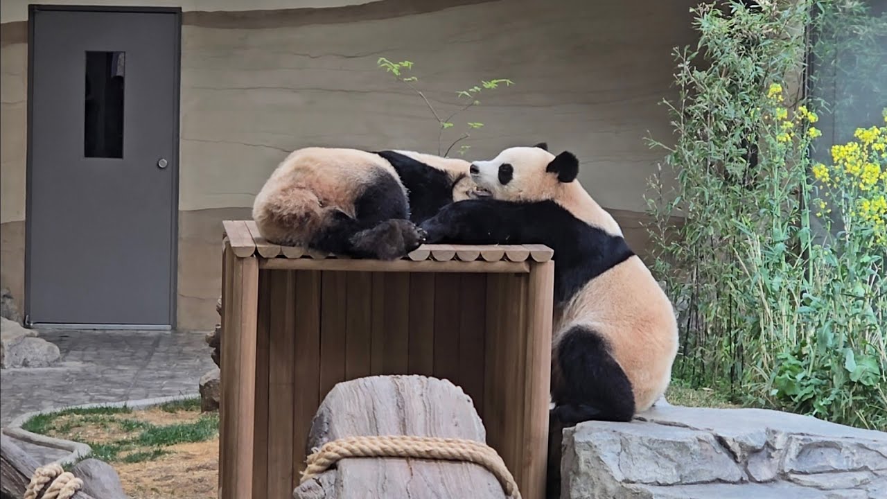 에버랜드 판다월드 세컨하우스에서 놀고 있는 루이바오 & 후이바오