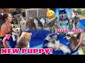 New Pack Member! | Bathing Our Puppies!! | Husky Pack TV